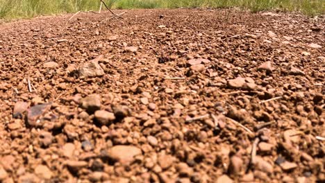 ants moving, carrying objects across soil