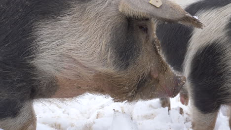 Makro-Nahaufnahme-Von-Süßen-Wilden-Lockigen-Schweinen,-Die-Im-Tiefen-Kalten-Schnee-Grasen,-Detailaufnahme