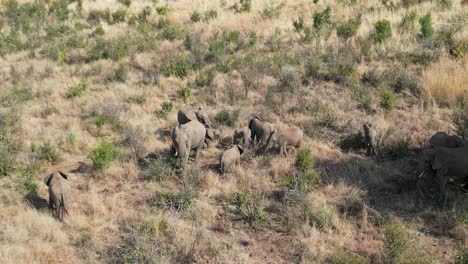 Elefantes-Africanos-En-El-Parque-Nacional-Pilanesberg-En-El-Noroeste-De-Sudáfrica