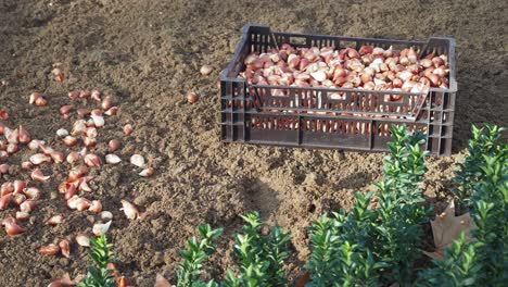 plant bulbs scattered on soil next to a crate, ready for planting