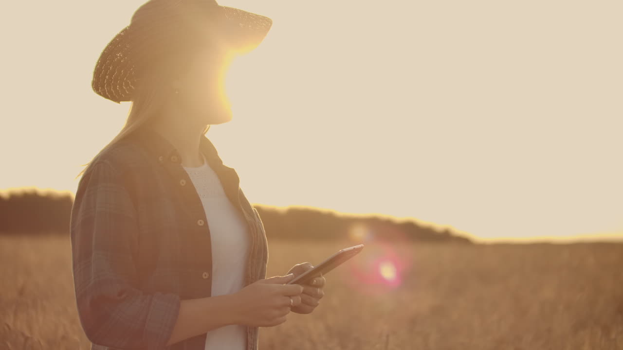 joven agricultora en el campo de trigo en el fondo del atardecer. una niña recoge espigas de trigo y luego usa una tableta. el agricultor se está preparando para la cosecha