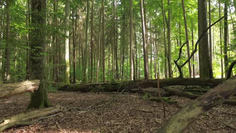 majestic-fallen-tree-in-mixed-european-forest-aerial-dolly-drone-fly