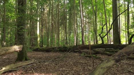 majestuoso árbol caído en el bosque mixto europeo dolly aéreo drone volar