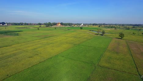 aerial drone shot : low fly over green rice fields.