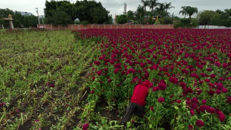 Aufnahmen-Eines-Mannes,-Der-Blumen-Für-Die-Altäre-Des-Día-De-Muertos-Erntet