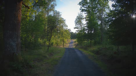 gravel road leads through green forest during summer in sweden
