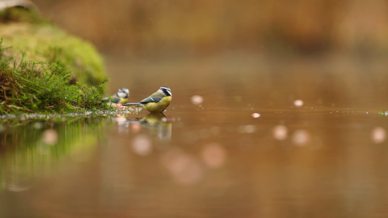 가을에 연못에 있는 파란
