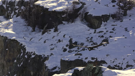 Ein-Symbolträchtiger-Andenkondor,-Der-Im-Winter-über-Den-Schneebedeckten-Bergen-Patagoniens-Schwebt-Und-In-Zeitlupe-Seine-Enorme-Flügelspannweite-Zur-Schau-Stellt