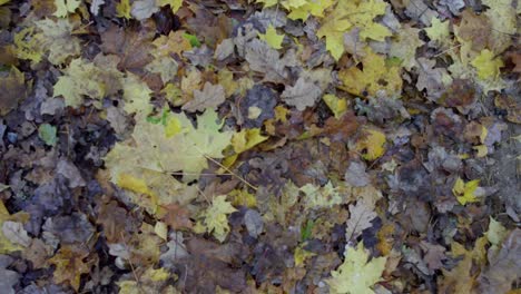 drone landing while making a lot of wind with it s propellers and blowing leaves away