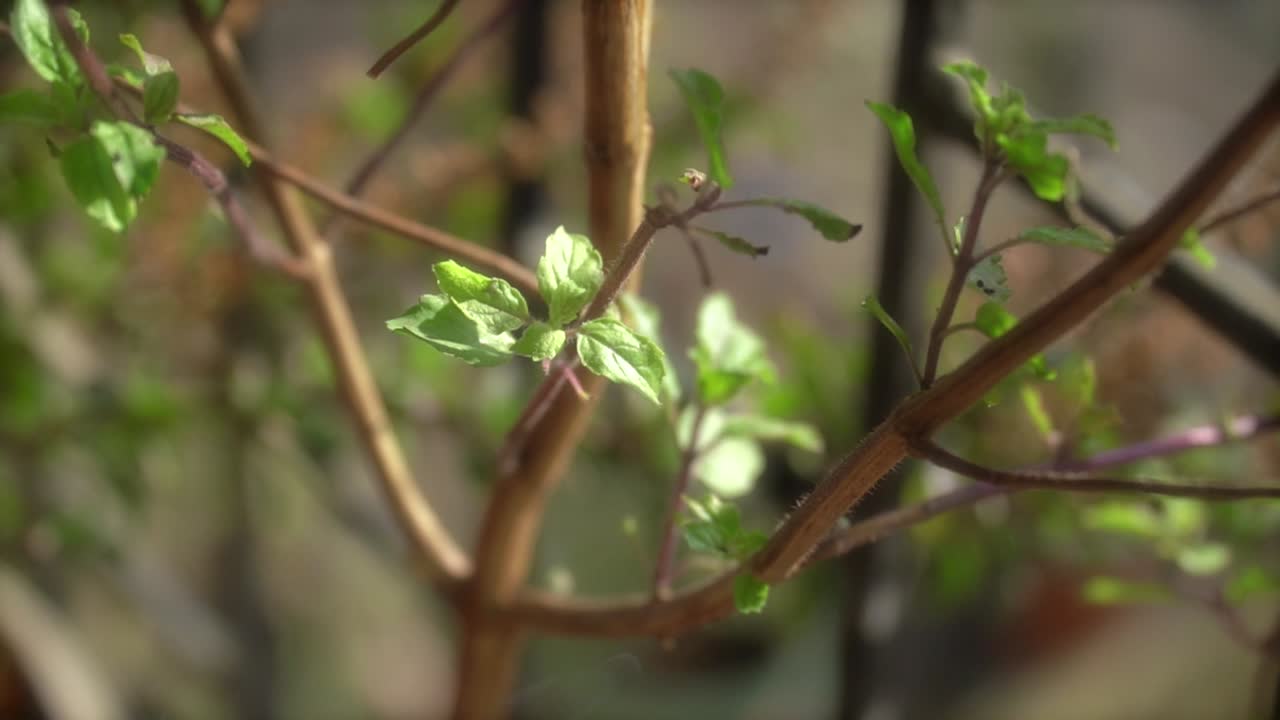 Closeup of Holy and Medicinal Plant Tulsi with brown stems, Sacred Holy basil plant in the morning, India