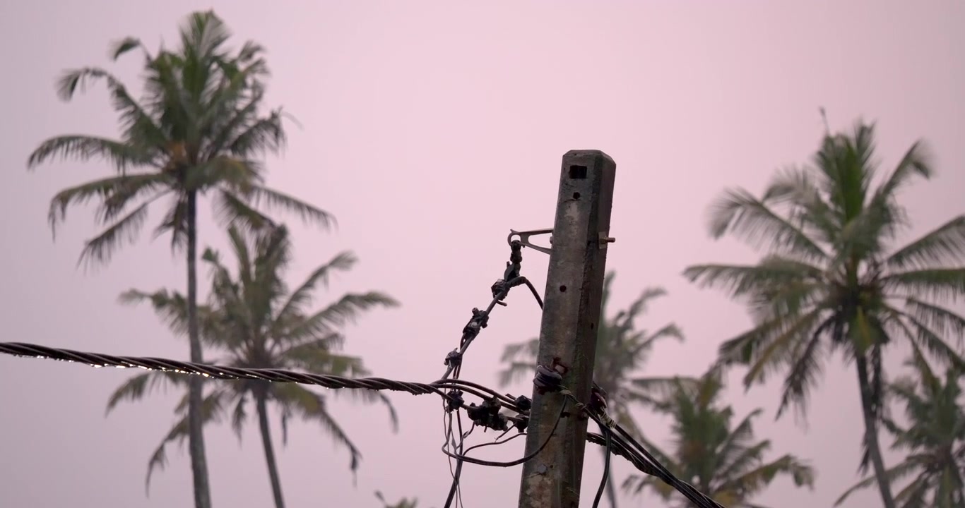 Rain falls across power lines palm trees and utility pole against soft pink sky creating tropical monsoon travel weather and infrastructure background imagery