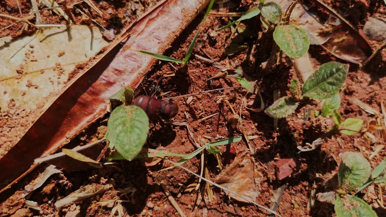 primer plano macro de una hormiga cortadora de hojas reina peleando con otro insecto