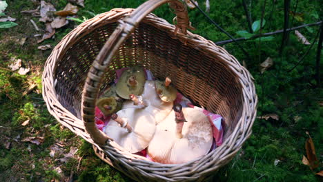 내부에 파라솔과 boletes 버섯이 있는 버섯 수집가의 바구니 자세히 보기