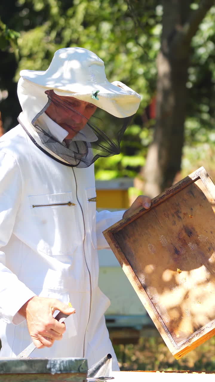 Beekeeper working collect honey. Beekeeping concept Vertical video