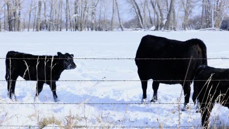 Heifer-Cow-and-Calves-Drinking-Water-on-Sunny-Day-in-Snow-Pasture-4K-Slow-Motion