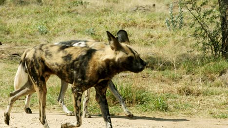 tracking shot of a pack of african wild dogs walking in the same direction