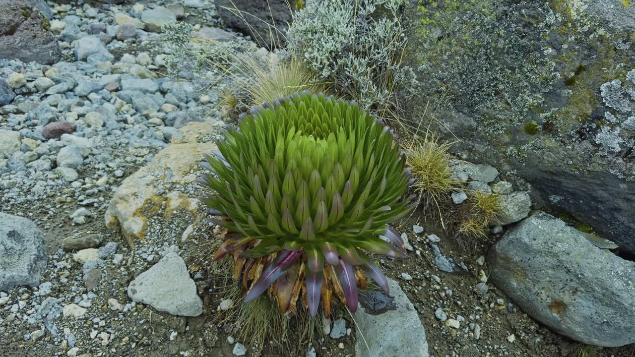 Small alpine endemic Giant Lobelia Deckenii plant growing among rocks on Mount Kilimanjaro, close natural detail