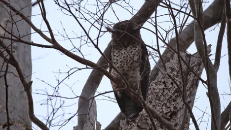 mirando hacia abajo y luego mueve la cabeza para inclinarse para mirar hacia abajo, el búho águila de vientre manchado ketupa nipalensis, tailandia