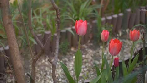 Beautiful-nature-footage-of-purple-tulips,-green-leaves-and-gravel-background