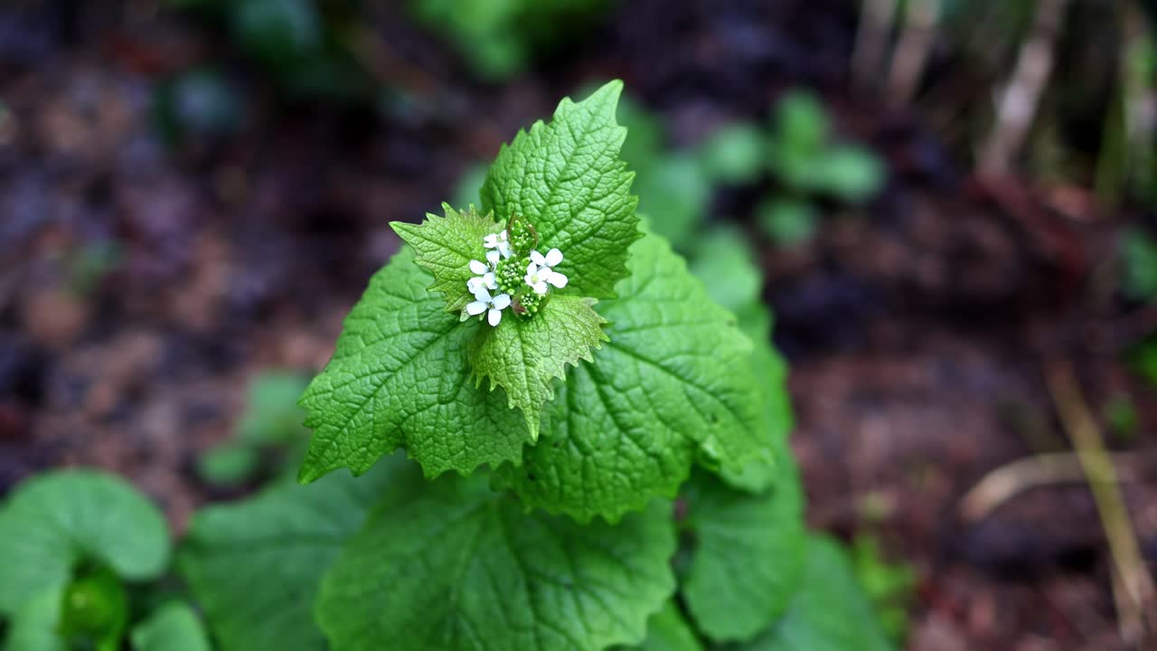 Una vista dettagliata di una pianta verde con piccoli fiori bianchi. Ideale per documentari sulla natura o contenuti educativi.