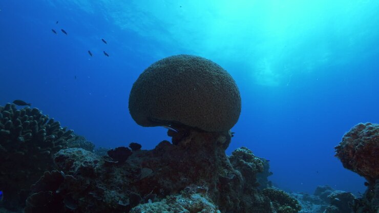 Un enorme e sorprendente corallo che si erge sul fondale marino sotto il sole tropicale che splende nelle acque oceaniche poco profonde.