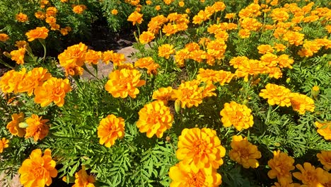 bright marigold flowers blooming in a garden