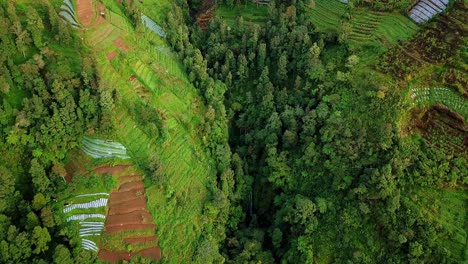 Drohnenvideo-Des-Tropenwaldes-Auf-Dem-Berg,-Der-Durch-Landrodung-Für-Die-Landwirtschaft-Beschädigt-Wurde