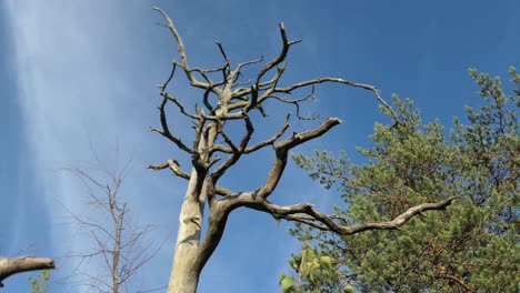 Snag-tree-against-blue-sky-in-forest,-dead-tree-in-woods-with-blue-sky