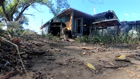 slow motion - white husky dog in the backyard freaks out tabby cat well running for a dog toy