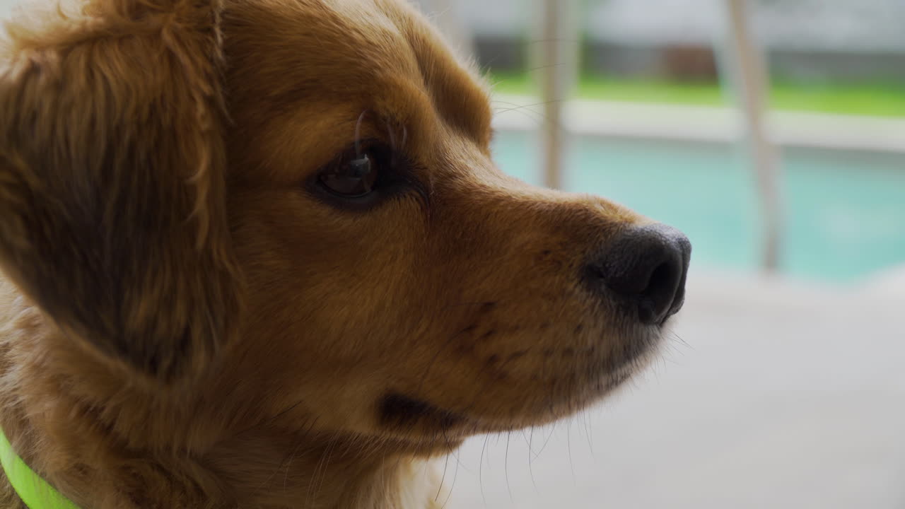 귀여운 어린 강아지