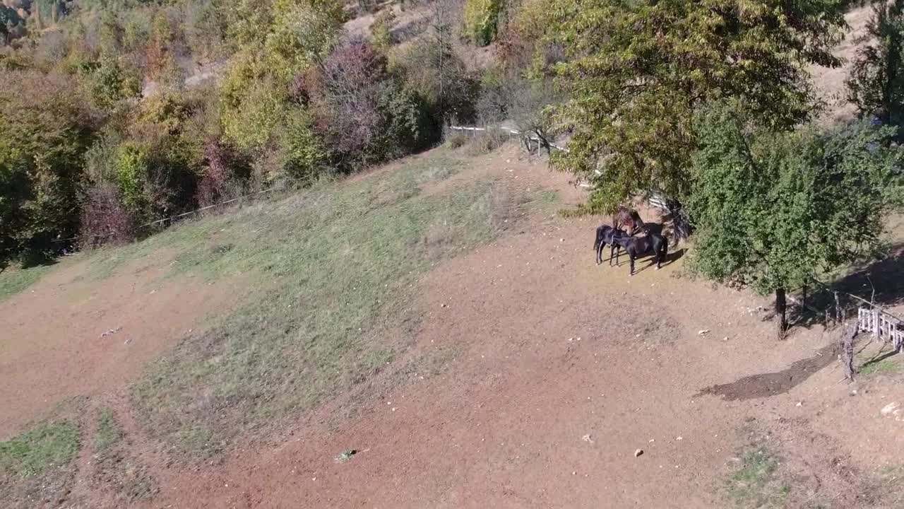 tres caballos en el patio. imágenes aéreas