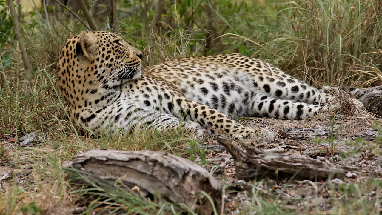 A leopard rests in the grass at Sabi Sands, blending into the natural surroundings