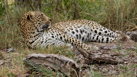 a leopard rests in the grass at sabi sands, blending into the natural surroundings
