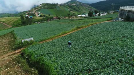 Imágenes-Escénicas-De-Drones-De-Una-Plantación-De-Repollo-Con-Clima-Brumoso-En-El-Fondo