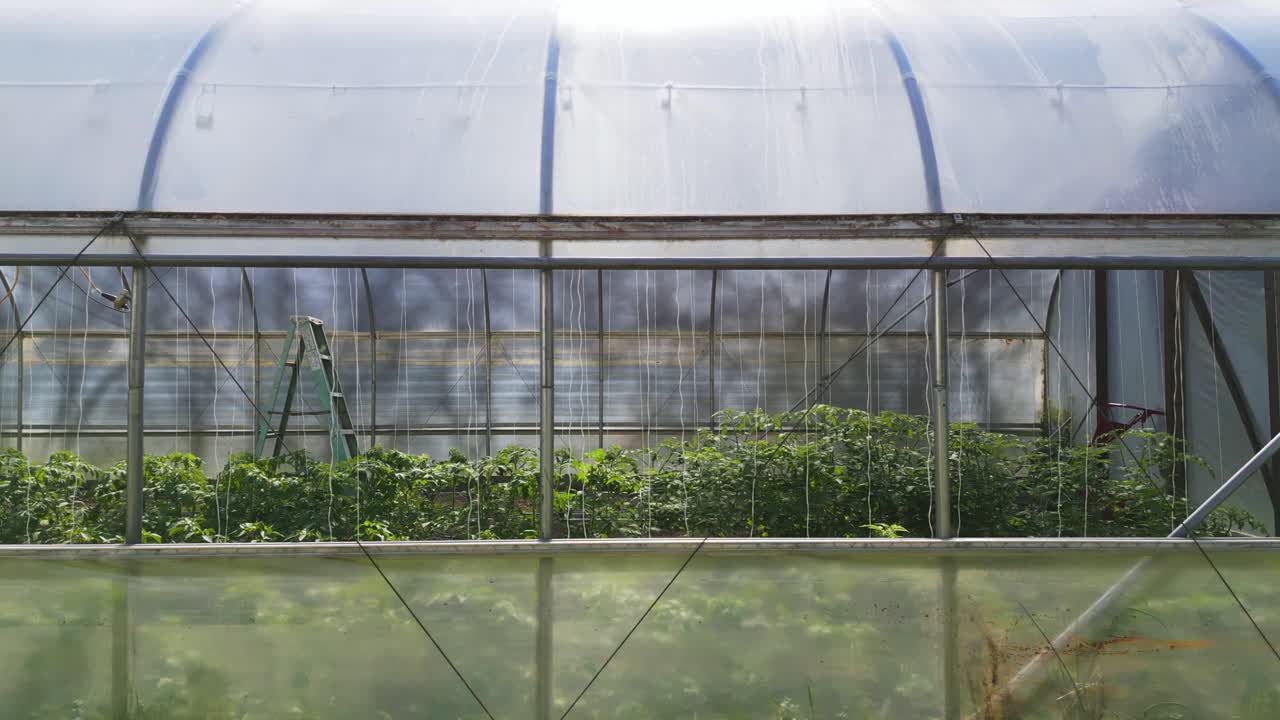 작은 농장에서 온실 쪽을 통해 토마토 식물의 전망