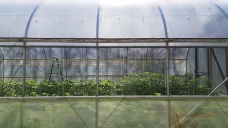 view of tomato plants through side of greenhouse on small farm