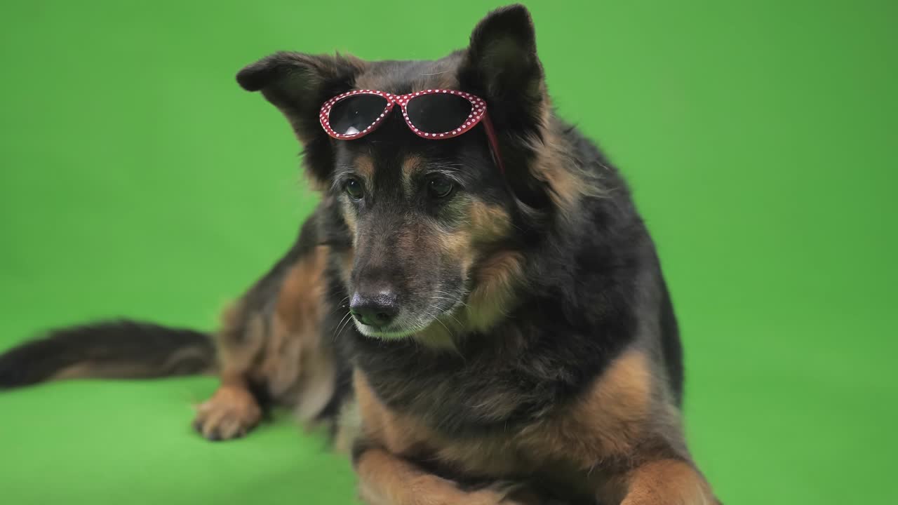 собака в солнцезащитных очках что-то смотрит.