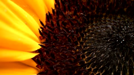 macroscrito de las semillas de girasol