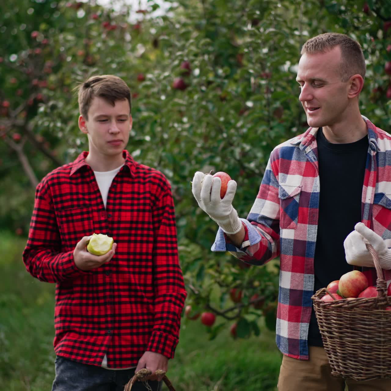 Man and teenage boy standing in the green apple garden. Man holding a basked with fruit and tossing red apple. Boy is eating an apple