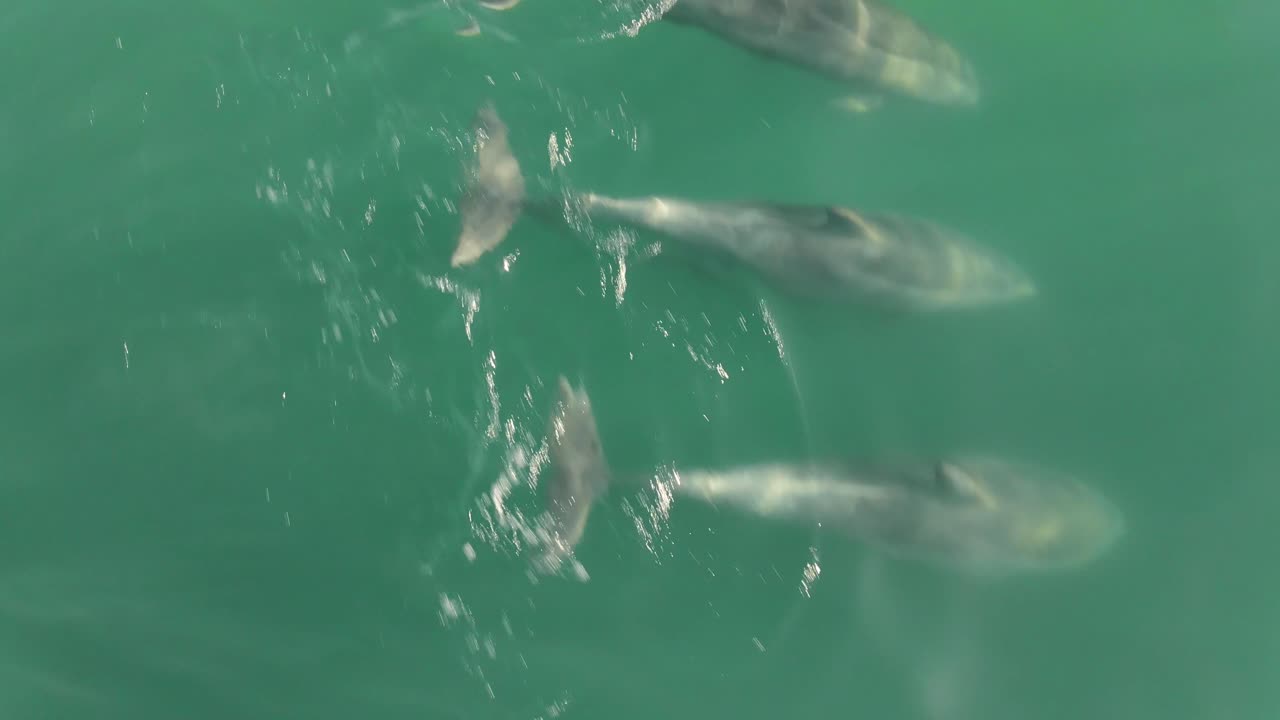 바다 에서 수영 하는 세 마리 의 돌고래