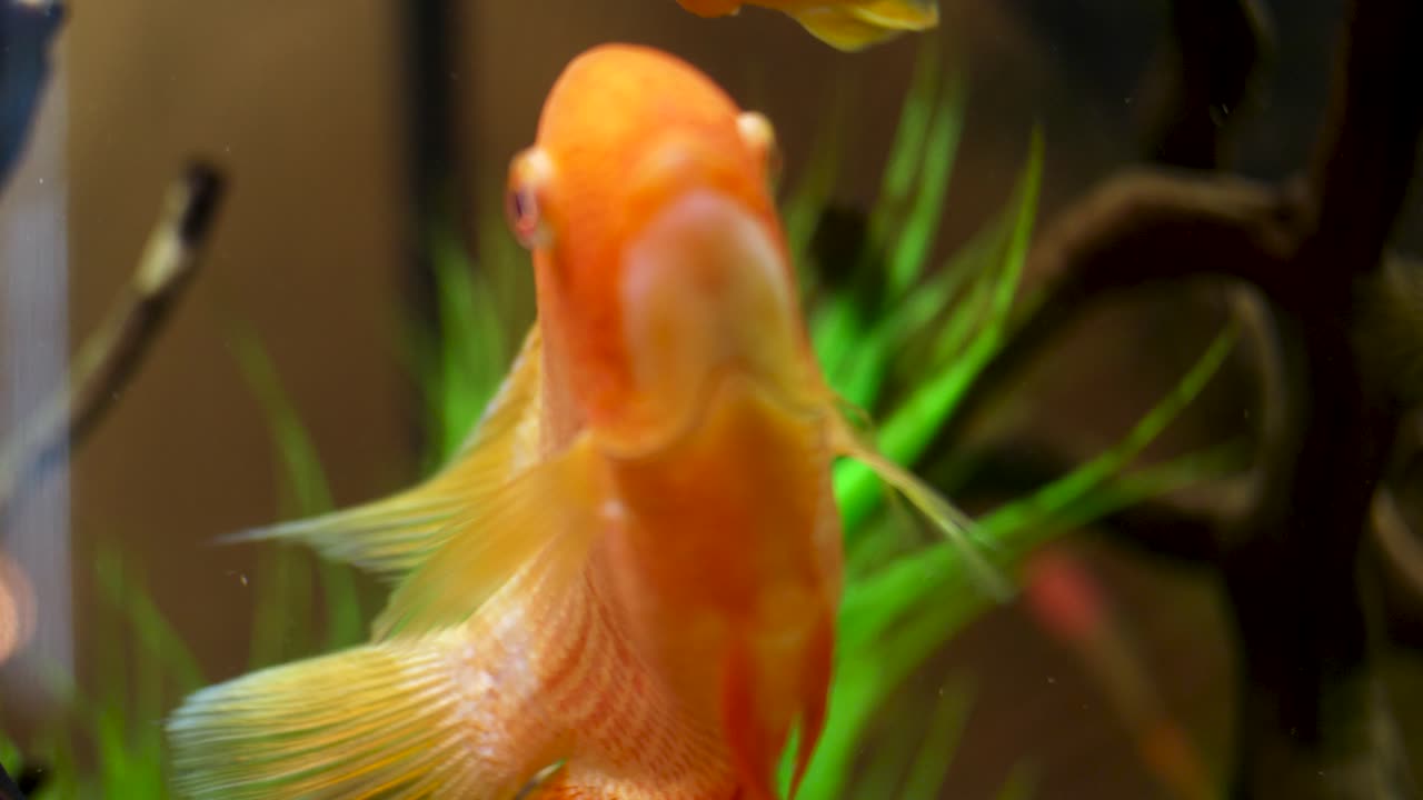 수족관에서 오렌지 물고기