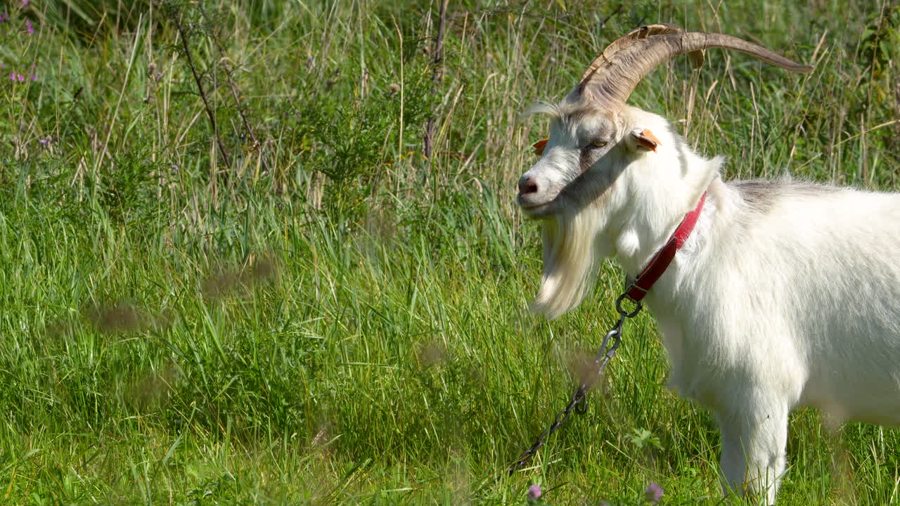 은 목걸이로 기둥에 인 잔디에 긴 을 가진  염소의 측면 시각