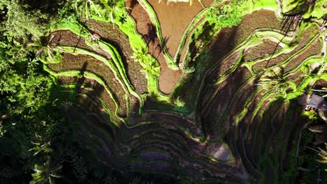 a top-down aerial perspective captured by drone as it soars gracefully over the tegalalang rice terraces in bali