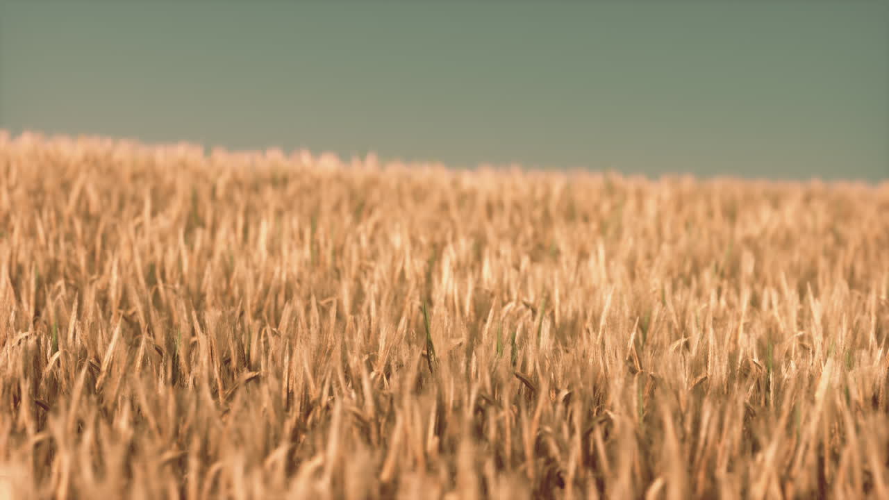 campo de trigo agrícola bajo la puesta del sol