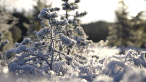 shot of a small pine tree covered in rime ice