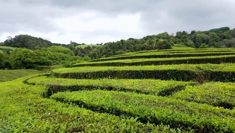 freshly cutted leaves on tea plantation after harvest in the azores