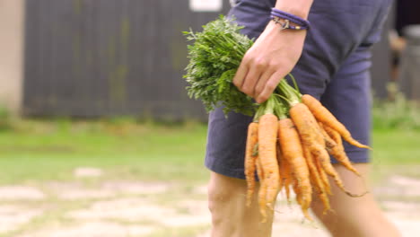 close up of hands holding group of carrots at farmers hay market walking on stone pavement ground at farm barn feeding carrot cute bunny bunnies vegan vegetarian cooking healthy delicious nutritious