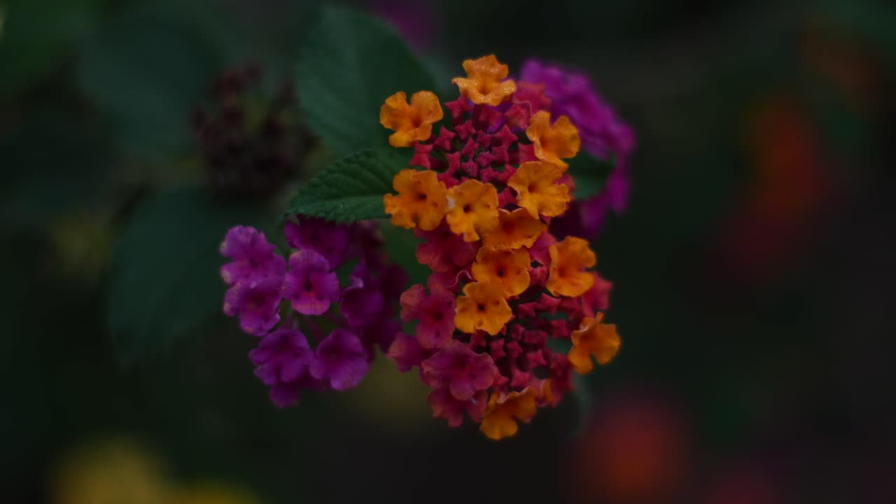 Macro and Close up shot of Colorful Lantana Flowers