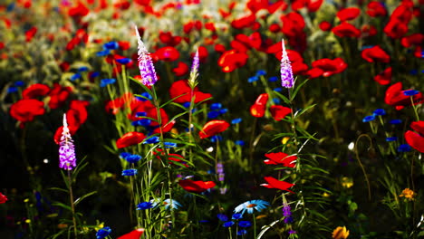 vibrant wildflowers bloom in a lush meadow under the warm afternoon sun