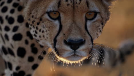 cheetah in action in the african savanna